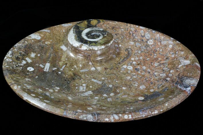 Oval Shaped Fossil Goniatite Dish #73975